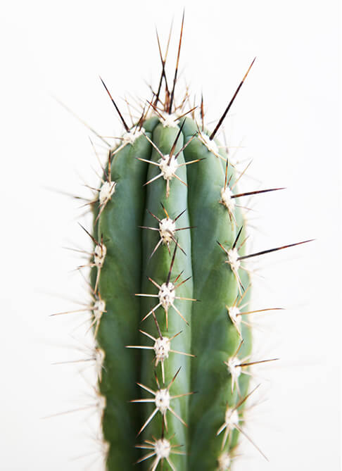 Czym jest psychobiologia?